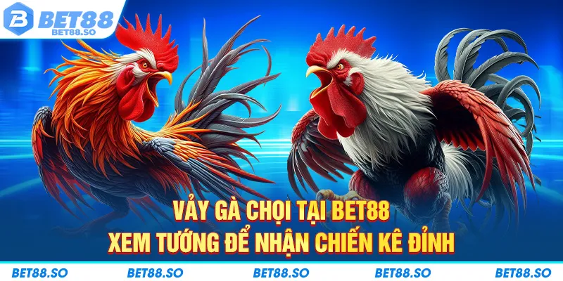 vảy gà chọi