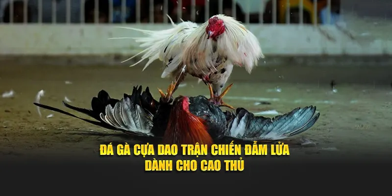 Đá gà cựa dao trận chiến đẫm lửa dành cho cao thủ
