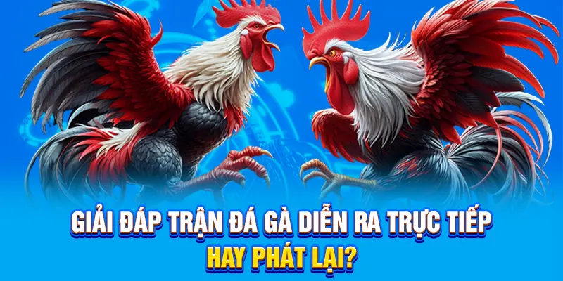 Giải đáp trận đá gà diễn ra trực tiếp hay phát lại?