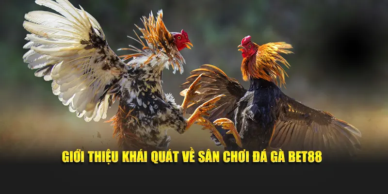 Giới thiệu khái quát về sân chơi đá gà Bet88