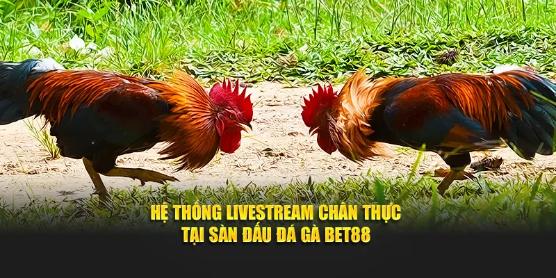 Hệ thống livestream chân thực tại sàn đấu đá gà Bet88