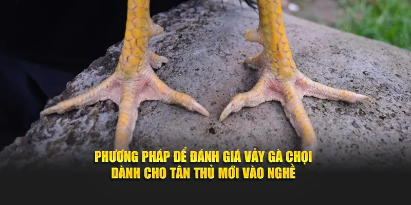Phương pháp để đánh giá vảy gà chọi dành cho tân thủ mới vào nghề