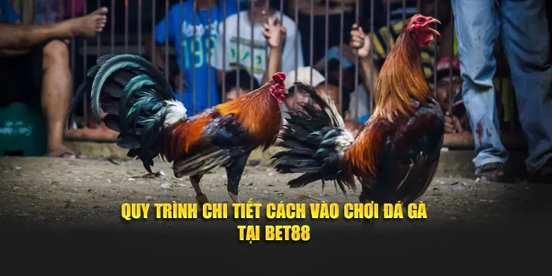 Quy trình chi tiết cách vào chơi đá gà tại Bet88
