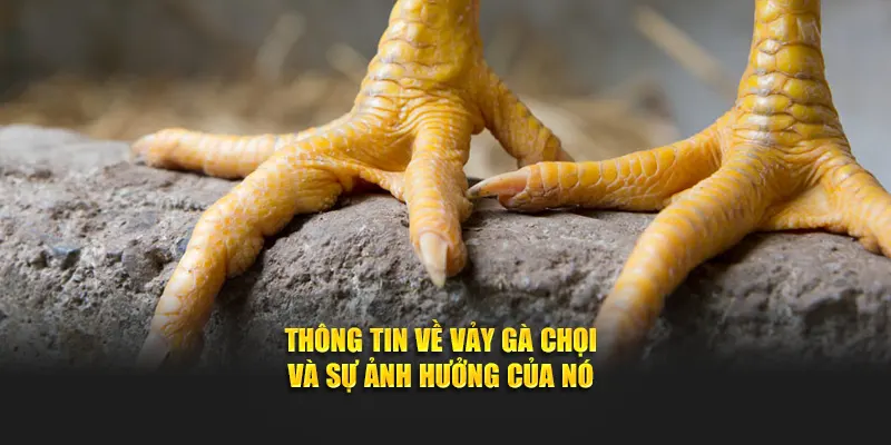 Thông tin về vảy gà chọi và sự ảnh hưởng của nó