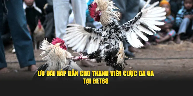 Ưu đãi hấp dẫn cho thành viên cược đá gà tại Bet88